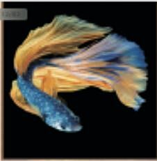 DESROCH ART SWAROSKI CRYSTAL BEAUTIFUL FISH WALL ART DR2102341