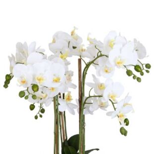 MODERN REAL LUXURY TOUCH  BUTTERFLY ORCHID